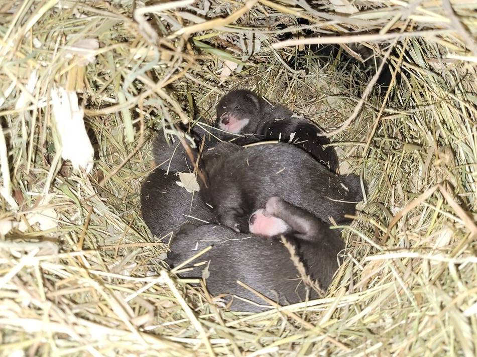 Aussterbende Art in Mönchengladbach: Nerz-Babys im Tiergarten sind eine echte Sensation