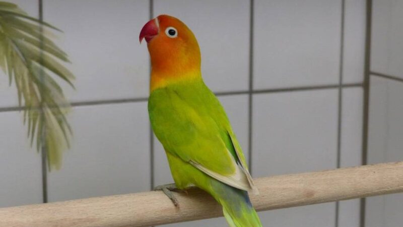 Tier der Woche: Peach sucht einen Kumpel