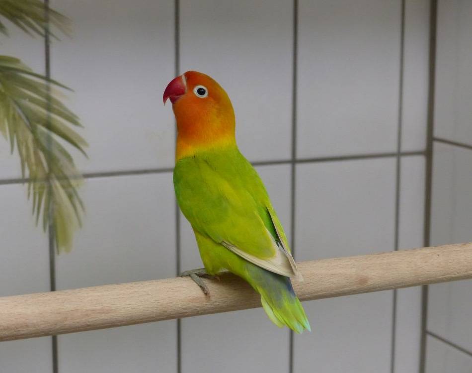 Tier der Woche: Peach sucht einen Kumpel