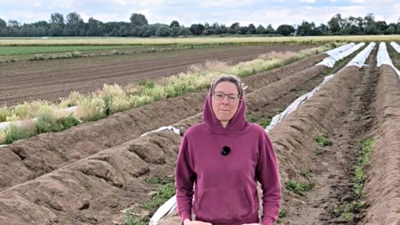 „Das haben wir noch nicht erlebt“: Dreiste Spargel-Diebe verwüsten Feld in Schiefbahn