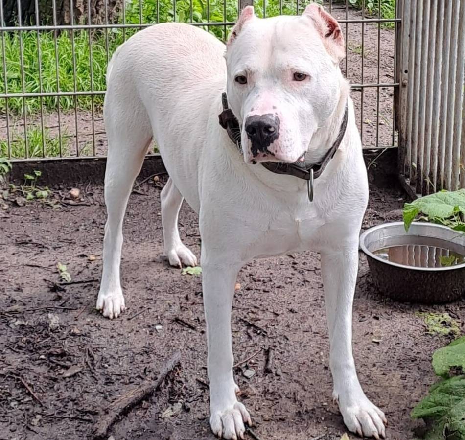 Tierheim Hilden: Sensibelchen mit großem Herzen sucht neue Familie