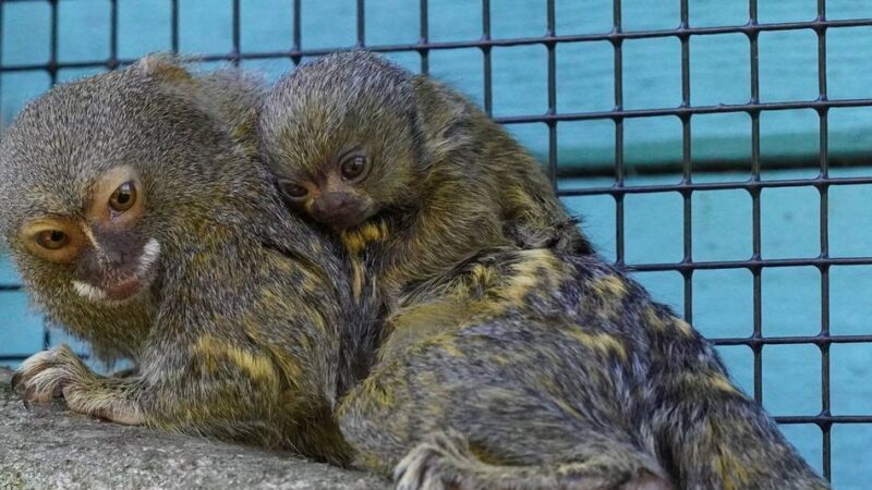 Tiergarten Kleve: Kleinste Affenart der Welt sorgt für Nachwuchs