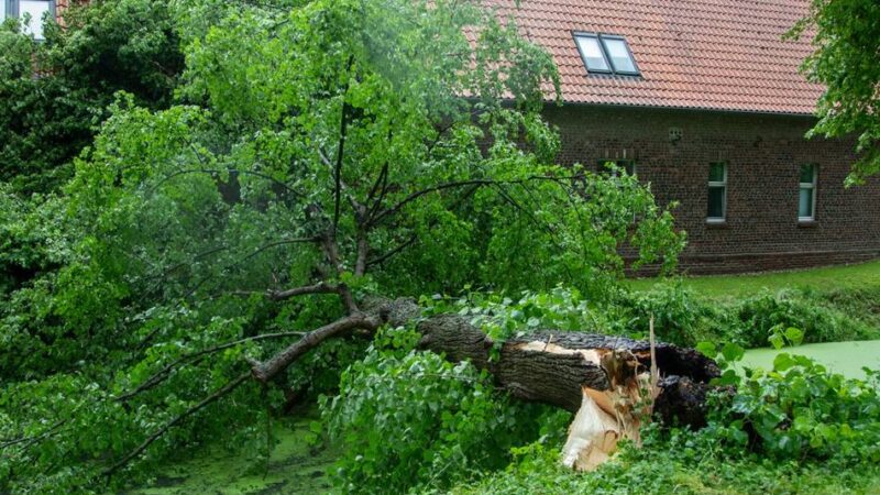 Gewitter in Krefeld: Fronleichnamssturm – Baum kracht auf Wohnhaus