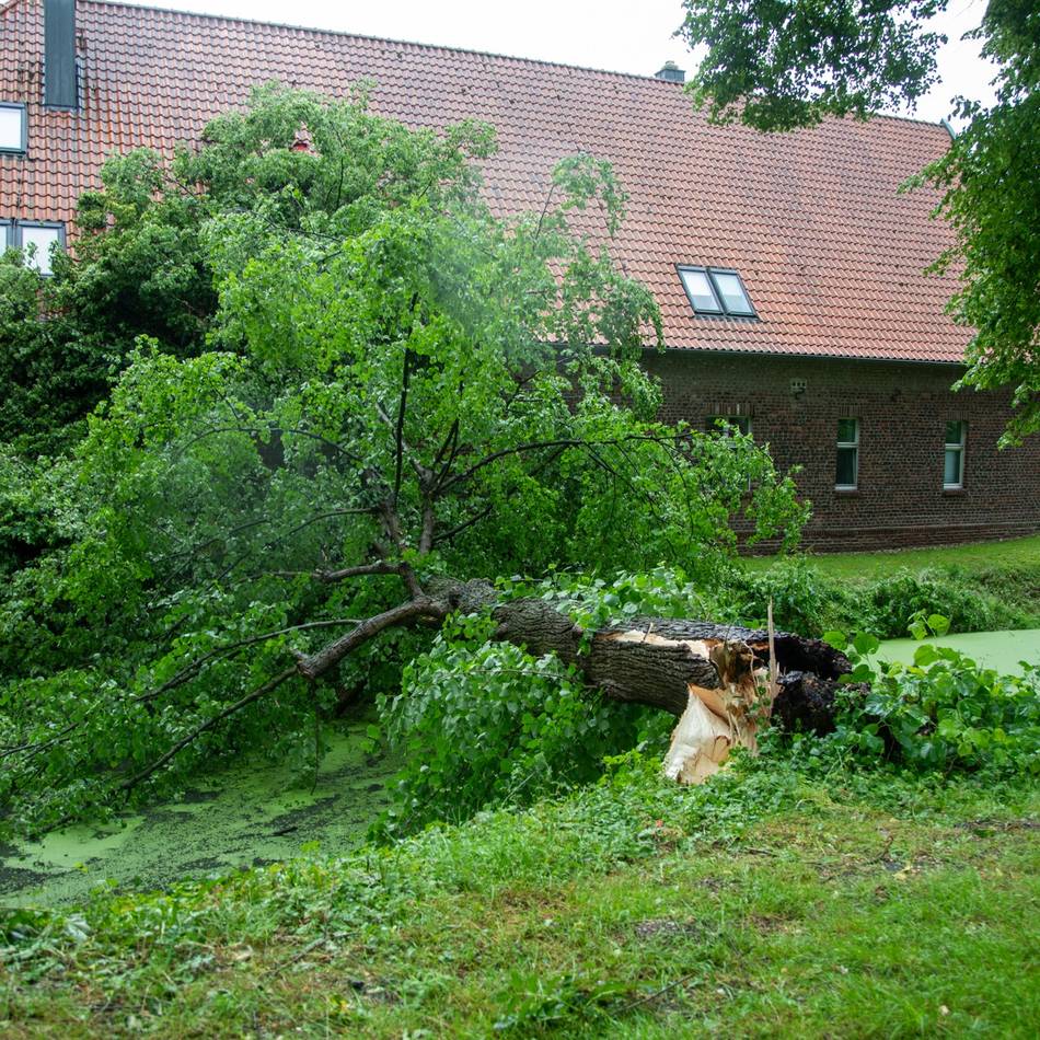 Gewitter in Krefeld: Fronleichnamssturm – Baum kracht auf Wohnhaus