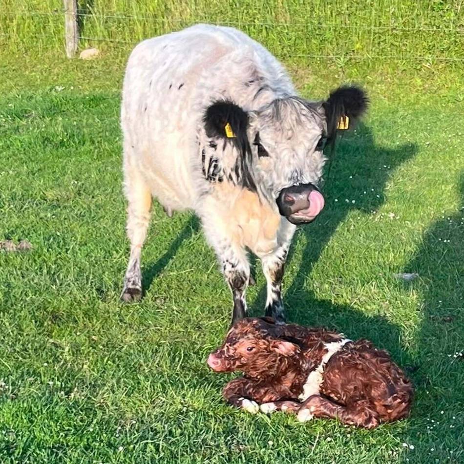 Gut Holterhof in Hilden: Kalb „Curaçao“ wird geboren – dann dreht die deutsche Mannschaft auf