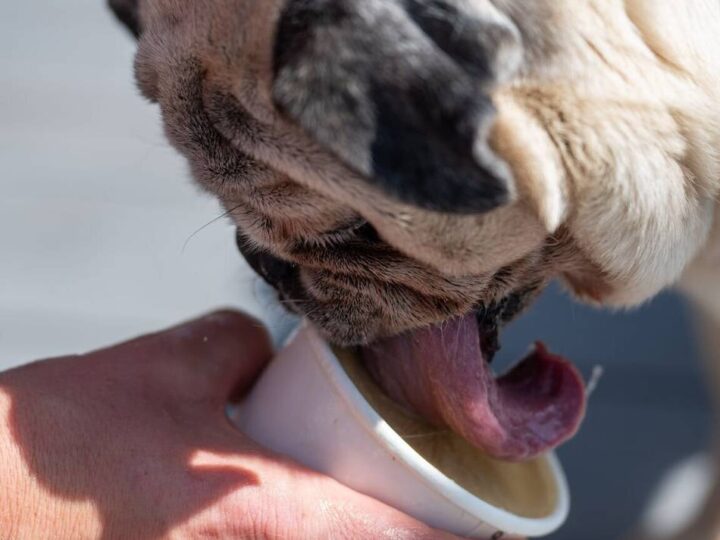 Hitzewelle in Hilden: Eis für Hunde – Wassermelone-Feta oder lieber Hähnchenleber?