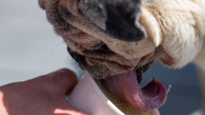 Hitzewelle in Hilden: Eis für Hunde – Wassermelone-Feta oder lieber Hähnchenleber?
