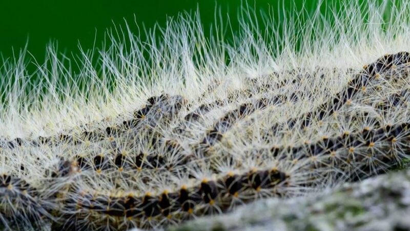 Friedhof Lindenheide in Mettmann: Raupennester entfernt – aber keine Entwarnung