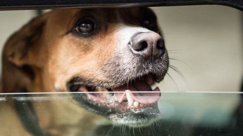 Fall aus Neuss beschäftigt Tierrechtsorganisation: Hund im Auto gelassen – Peta erstattet Anzeige