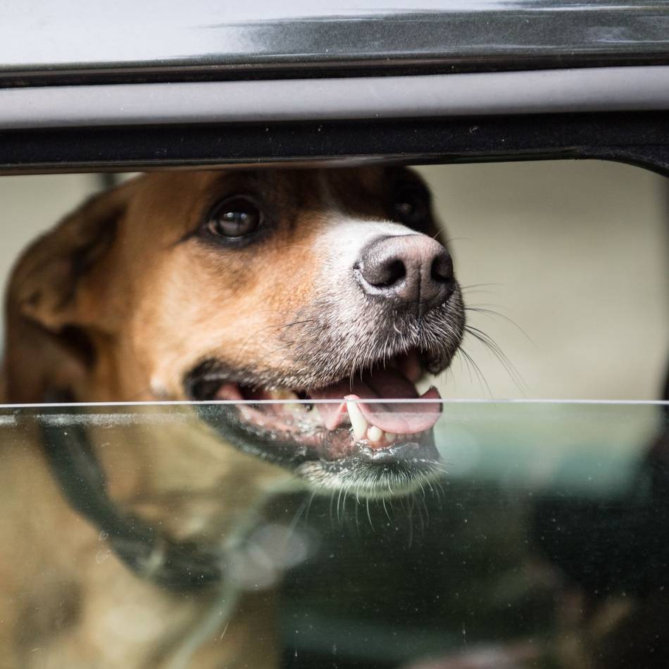 Fall aus Neuss beschäftigt Tierrechtsorganisation: Hund im Auto gelassen – Peta erstattet Anzeige