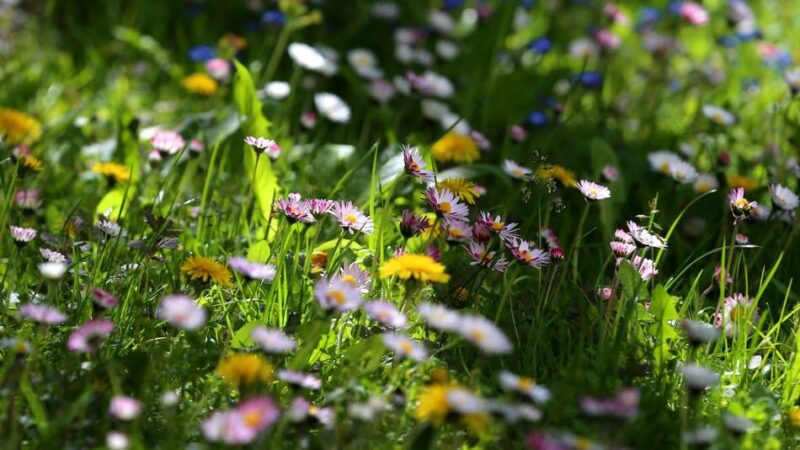 Betriebsausschuss tagt: Wie Dormagens Grünflächen gepflegt werden sollen