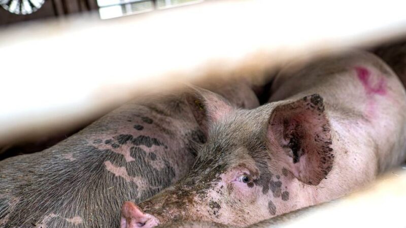 Einsatz in Mönchengladbach: Schweinetransport verliert massiv Diesel