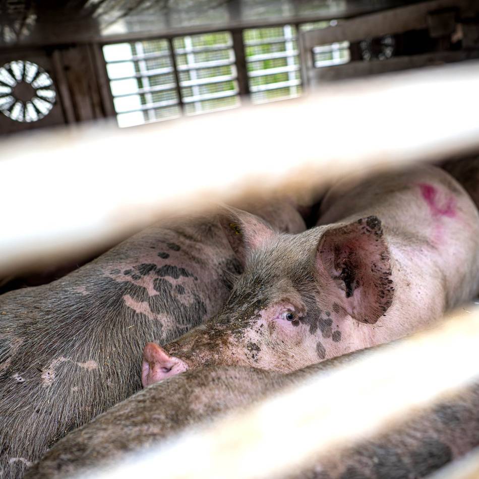 Einsatz in Mönchengladbach: Schweinetransport verliert massiv Diesel