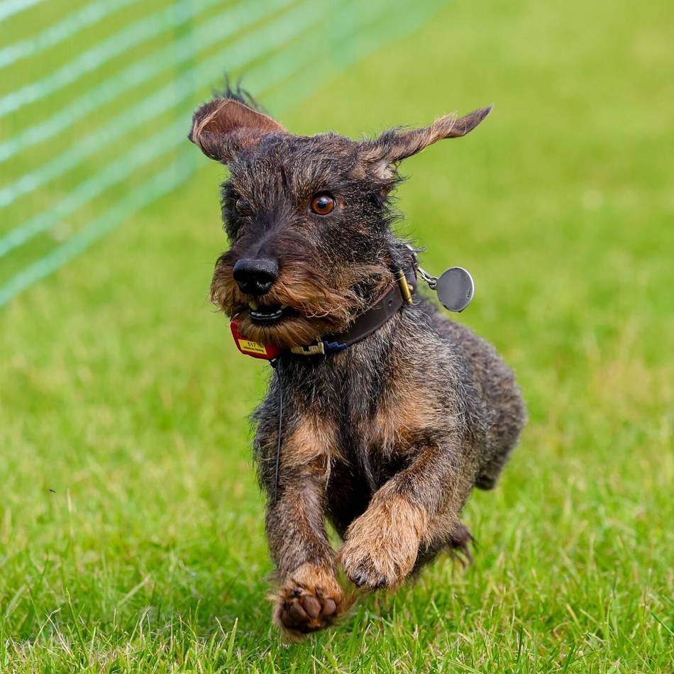 Stadt Ratingen erinnert: Hundesteuer wird am 1. Juli fällig