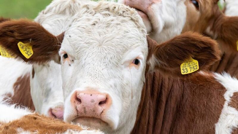 Milchlieferanten für Moerser Unternehmen: „Bist Du gut zu deinen Kühen, sind sie gut zu Dir“
