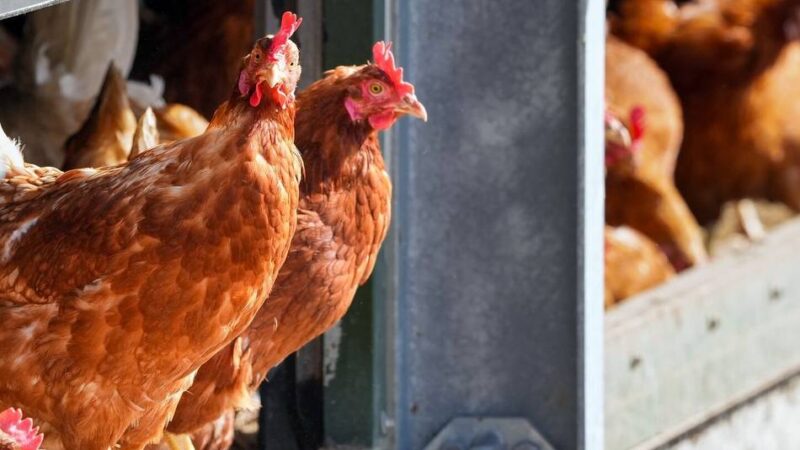 Ähnlich wie die Vogelgrippe: Kreis Kleve warnt vor der Newcastle-Krankheit für Geflügel