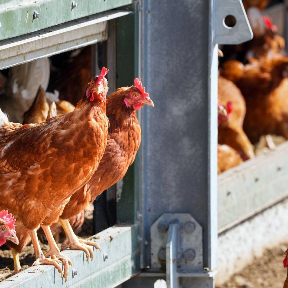Ähnlich wie die Vogelgrippe: Kreis Kleve warnt vor der Newcastle-Krankheit für Geflügel