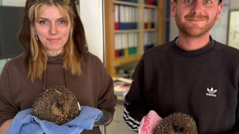 Tierheim Bettikum versorgt wieder Wildtiere: „Wir konnten nicht Nein sagen“