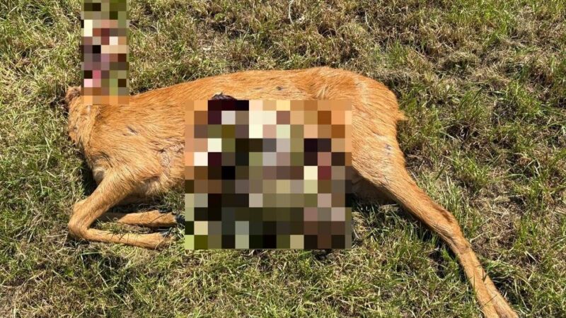 Jäger auf der Suche nach verwaistem Kitz: Gerissenes Reh in Dormagen – hat hier der Wolf zugebissen?