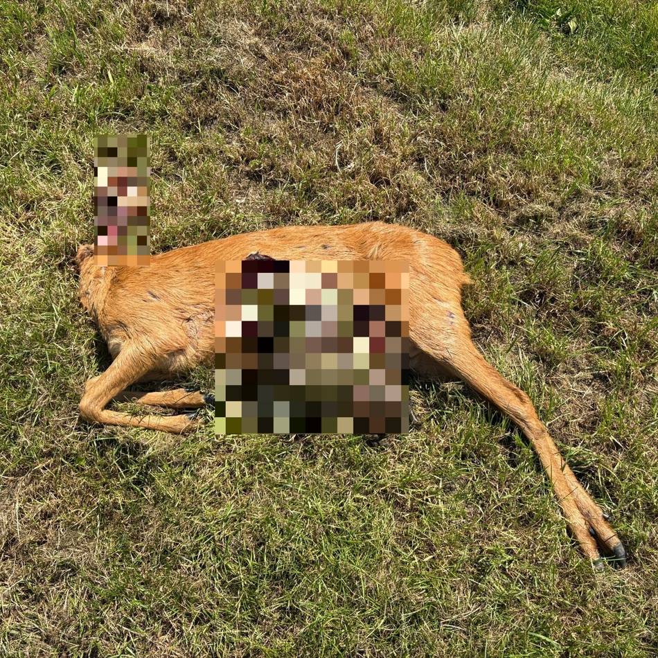 Jäger auf der Suche nach verwaistem Kitz: Gerissenes Reh in Dormagen – hat hier der Wolf zugebissen?