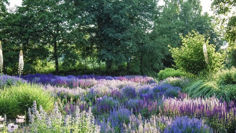 Schloss Dyck zeigt Fotos aus Schwedens Gärten: Wenn die Magie des Lichts den sommerlichen Garten verzaubert