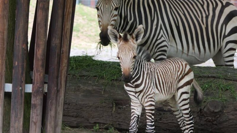 Erster Auftritt im Gehege: Krefelder Zoo freut sich über Bergzebra-Mädchen Tamika