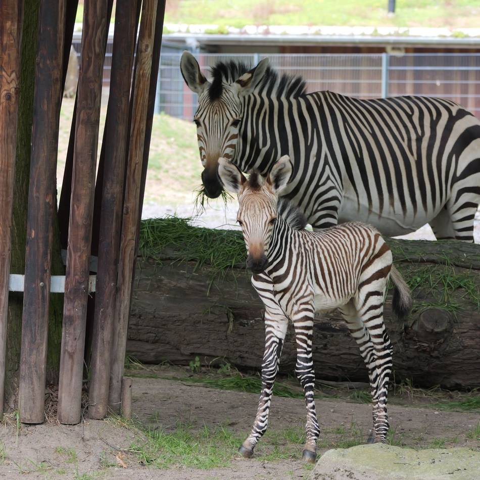 Erster Auftritt im Gehege: Krefelder Zoo freut sich über Bergzebra-Mädchen Tamika