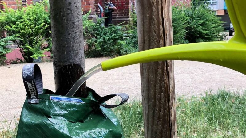 Kostenlose Baumbewässerungssäcke in Willich: Stadt möchte Baumpaten dauerhaft einbinden