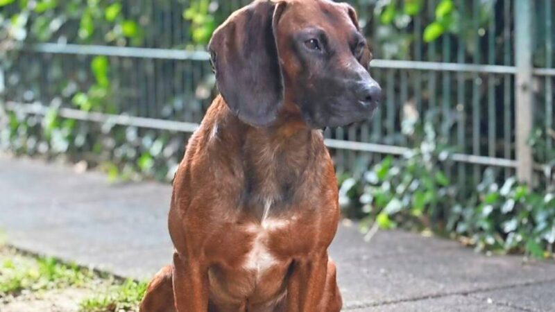 Tier der Woche in Nettetal: Ein Gebirgshund im Flachland