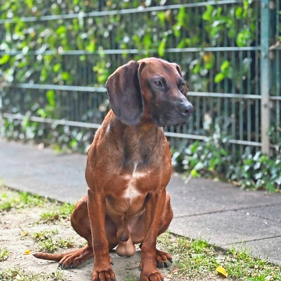 Tier der Woche in Nettetal: Ein Gebirgshund im Flachland