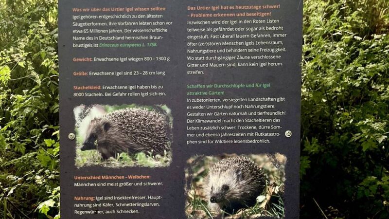 Naturschutz in Rheinberg: Neuer Igel-Lehrpfad in Orsoy informiert über bedrohte Tiere