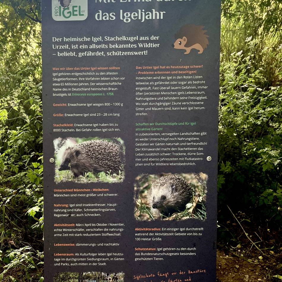 Naturschutz in Rheinberg: Neuer Igel-Lehrpfad in Orsoy informiert über bedrohte Tiere