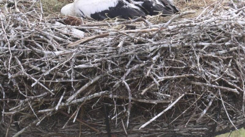 Störche im Kreis Viersen: 30 Jungstörche im Kreis Viersen beringt