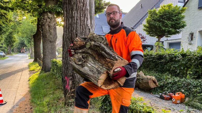 Aushängeschild der Stadt: Fällarbeiten an der Königsallee in Kleve gestartet