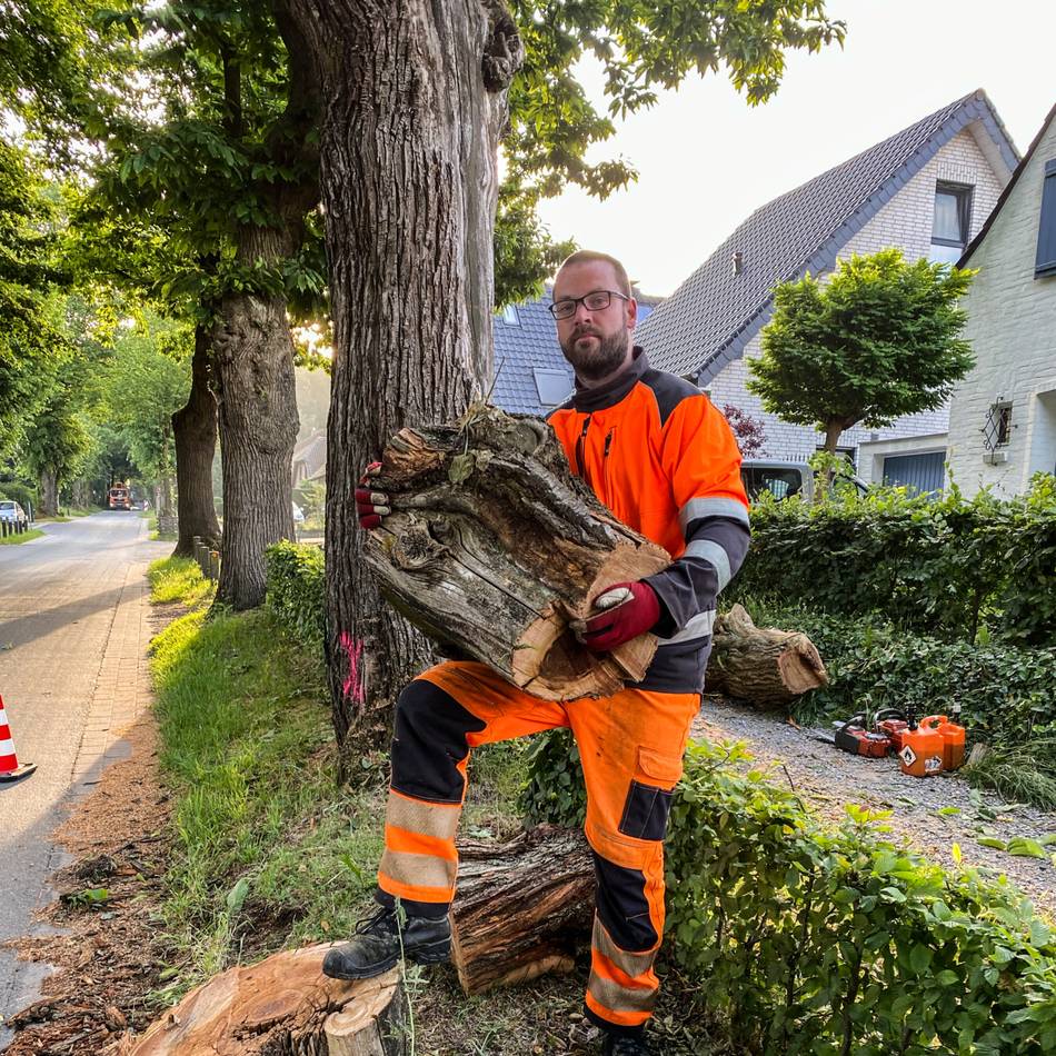 Aushängeschild der Stadt: Fällarbeiten an der Königsallee in Kleve gestartet