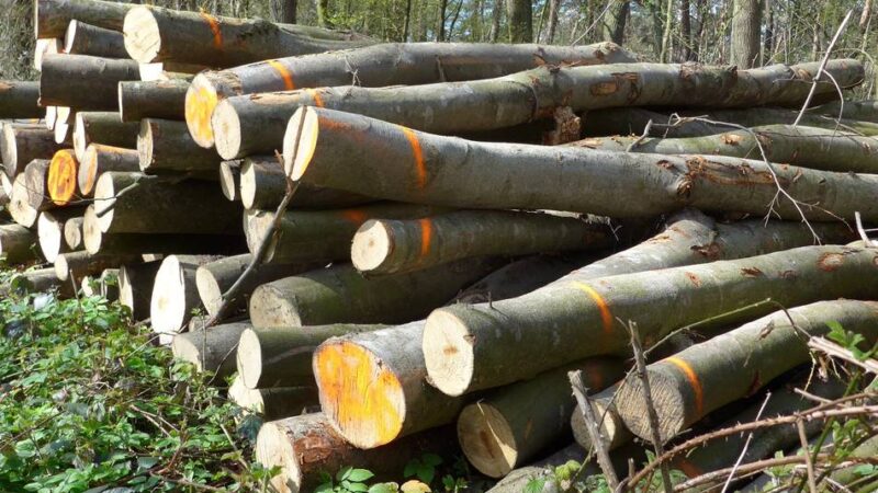 Bürgerinitiative Baerler Busch: Petition gestartet, damit keine Bäume mehr gefällt werden