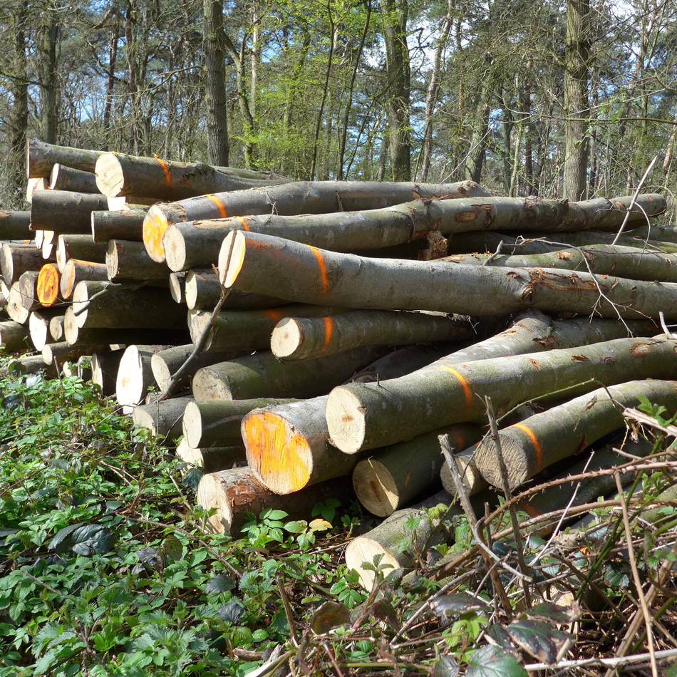 Bürgerinitiative Baerler Busch: Petition gestartet, damit keine Bäume mehr gefällt werden