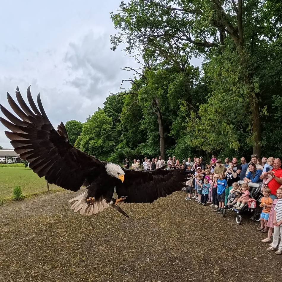 Wildparkfest in Leverkusen: Fischotternachwuchs geht – junge Zicklein kommen