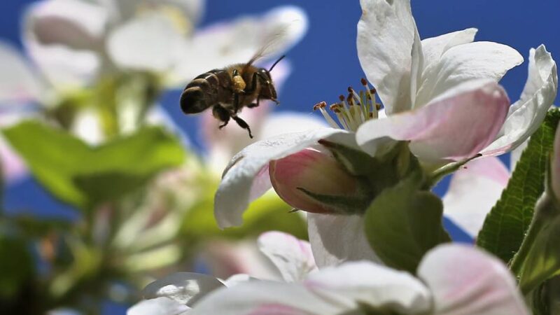 Projekt in Hilden: Nabu hofft auf erste Ernte von der Hildener Streuobstwiese