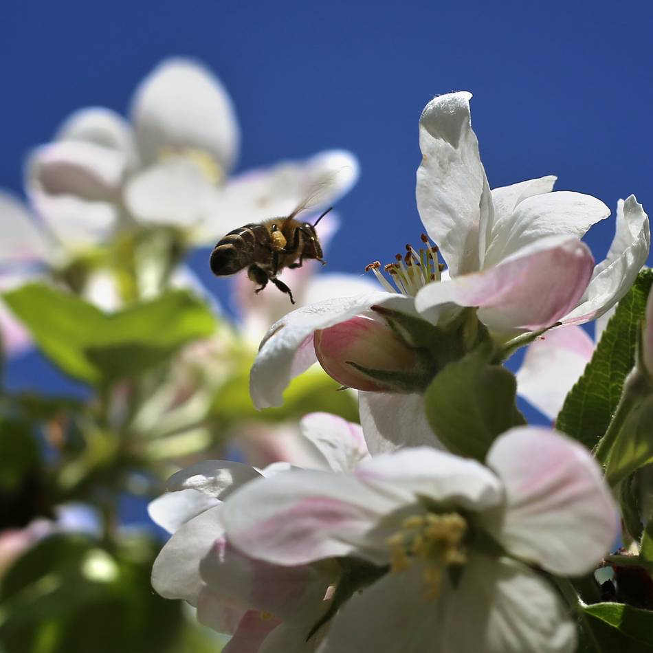 Projekt in Hilden: Nabu hofft auf erste Ernte von der Hildener Streuobstwiese