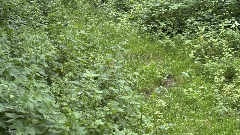 Dichter Bewuchs und Schlaglöcher: Ärger über Zustand der Reitwege in Grevenbroich