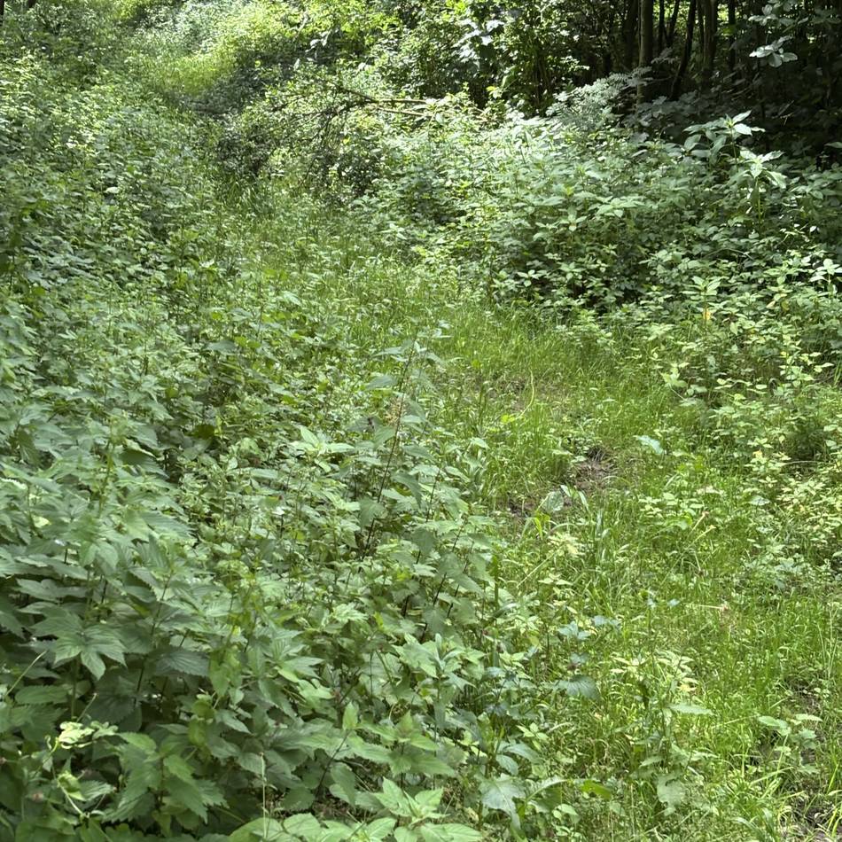 Dichter Bewuchs und Schlaglöcher: Ärger über Zustand der Reitwege in Grevenbroich