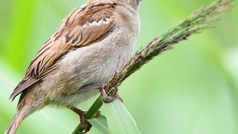 Nabu-Zählaktion im Kreis Wesel: Das sind die häufigsten Vogelarten in unseren Gärten