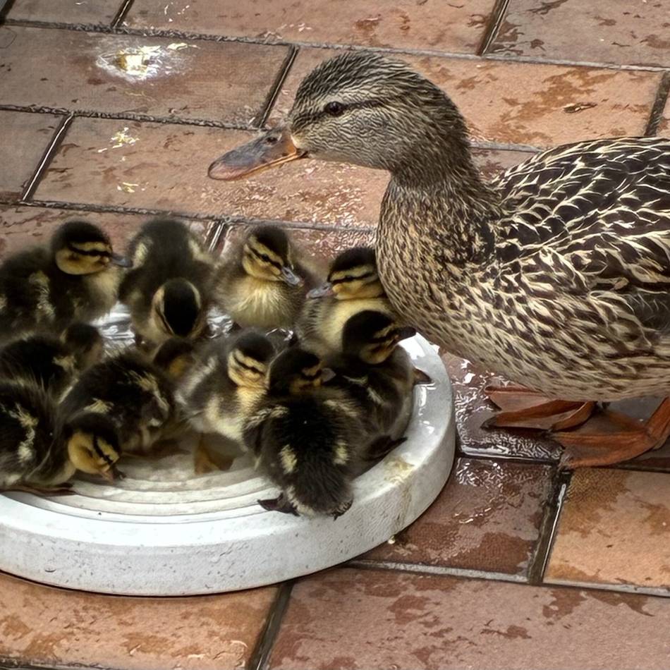 Tierwelt in Düsseldorf: Stockente Daisy brütet auf Balkon im 5. Stock