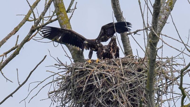 Naturschutzgebiet in Xanten: Junger Seeadler auf der Bislicher Insel wird flügge