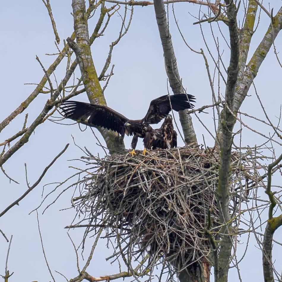 Naturschutzgebiet in Xanten: Junger Seeadler auf der Bislicher Insel wird flügge