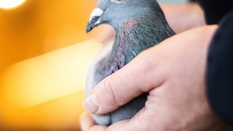 Wettbewerb der RV Uedem-Goch-Kleve: Taube von Karl-Heinz Hartmann siegt beim Preisflug