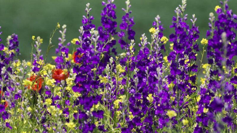 Expertin erklärt: Eine Wanderung durch die Natur – und Salben und Tee aus Wildpflanzen herstellen