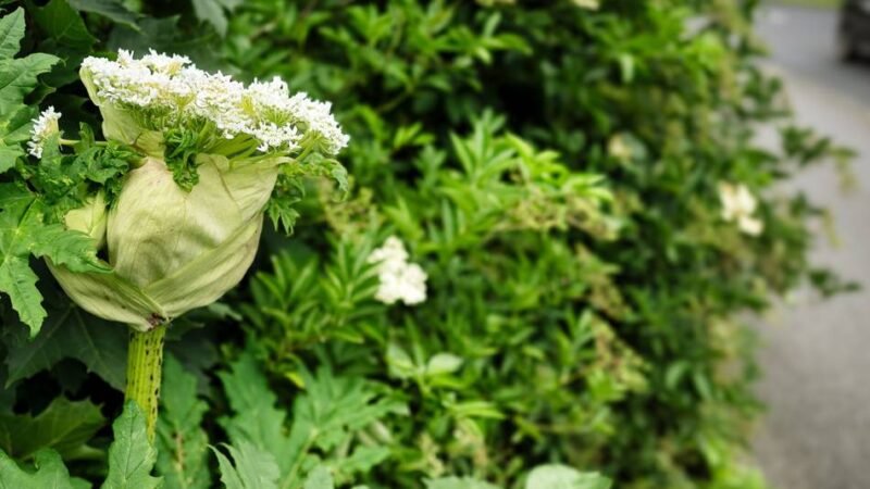 Behördenärger in Leverkusen: Anwohner beschweren sich über giftige Herkulesstauden