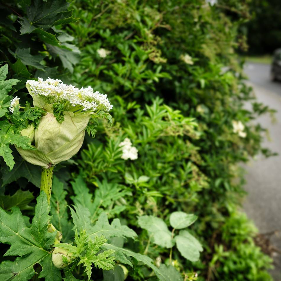 Behördenärger in Leverkusen: Anwohner beschweren sich über giftige Herkulesstauden